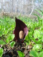 ���T���ł���B